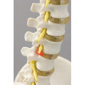 Model of Spinal Cord and Spinal Nerves